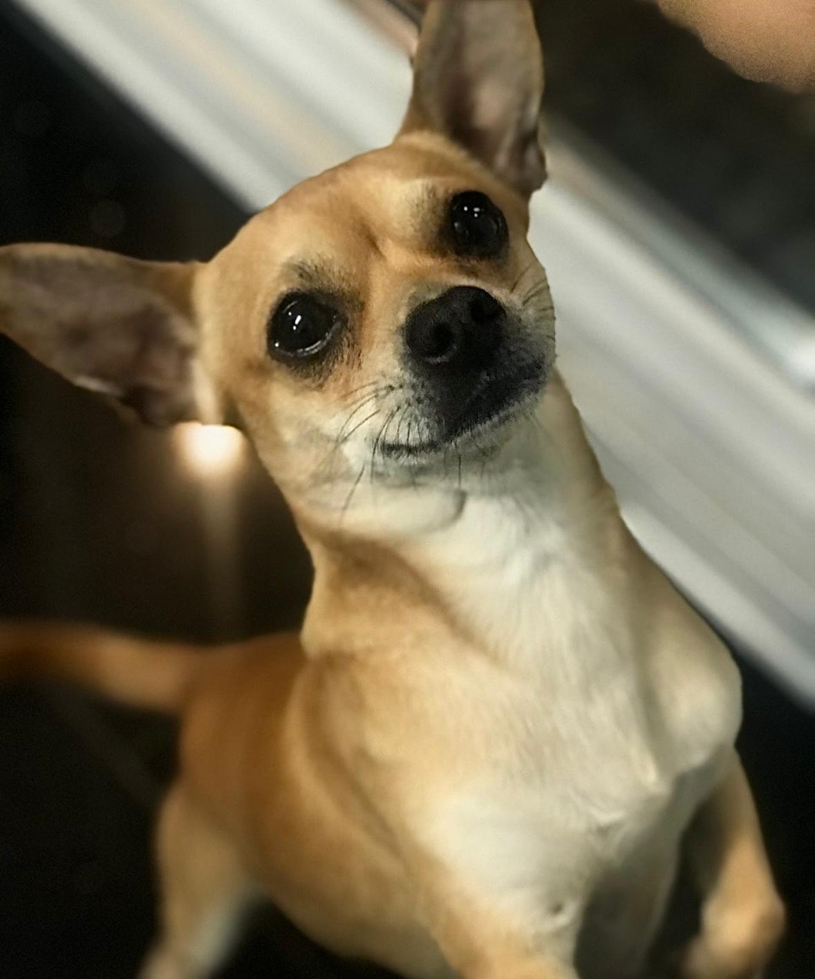 Pet 1