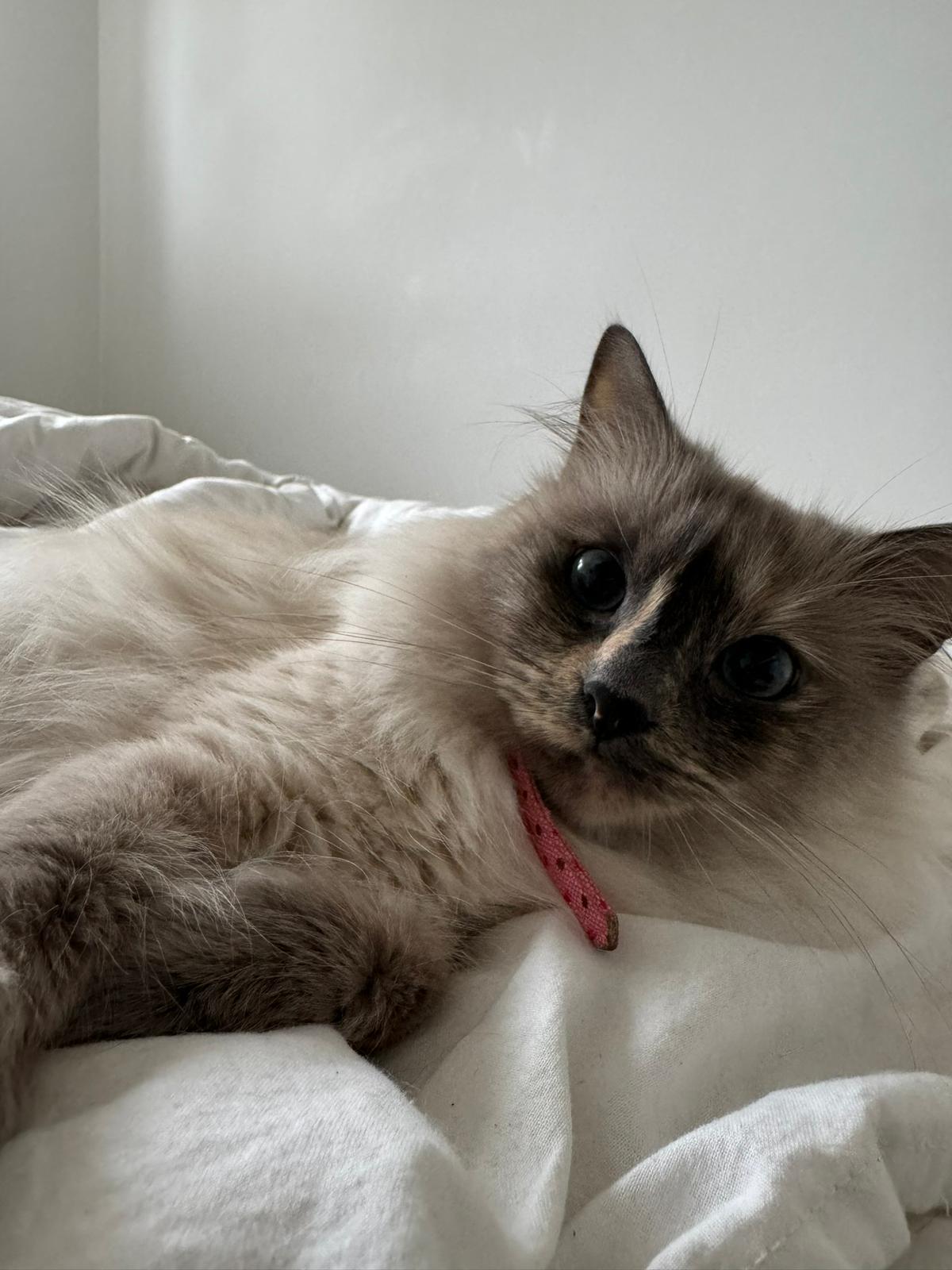 Pet 10