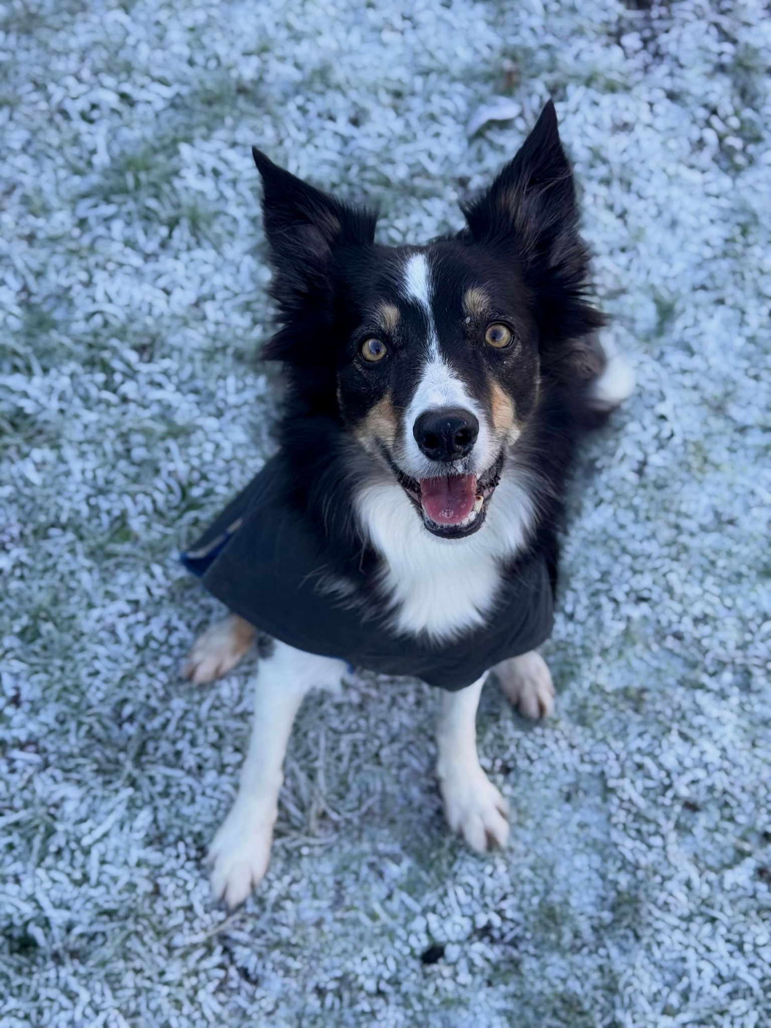 Pet 14