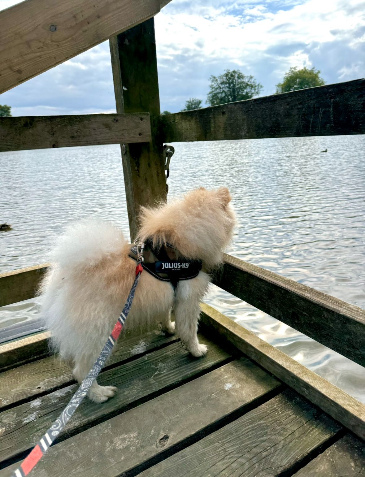 Pet 21