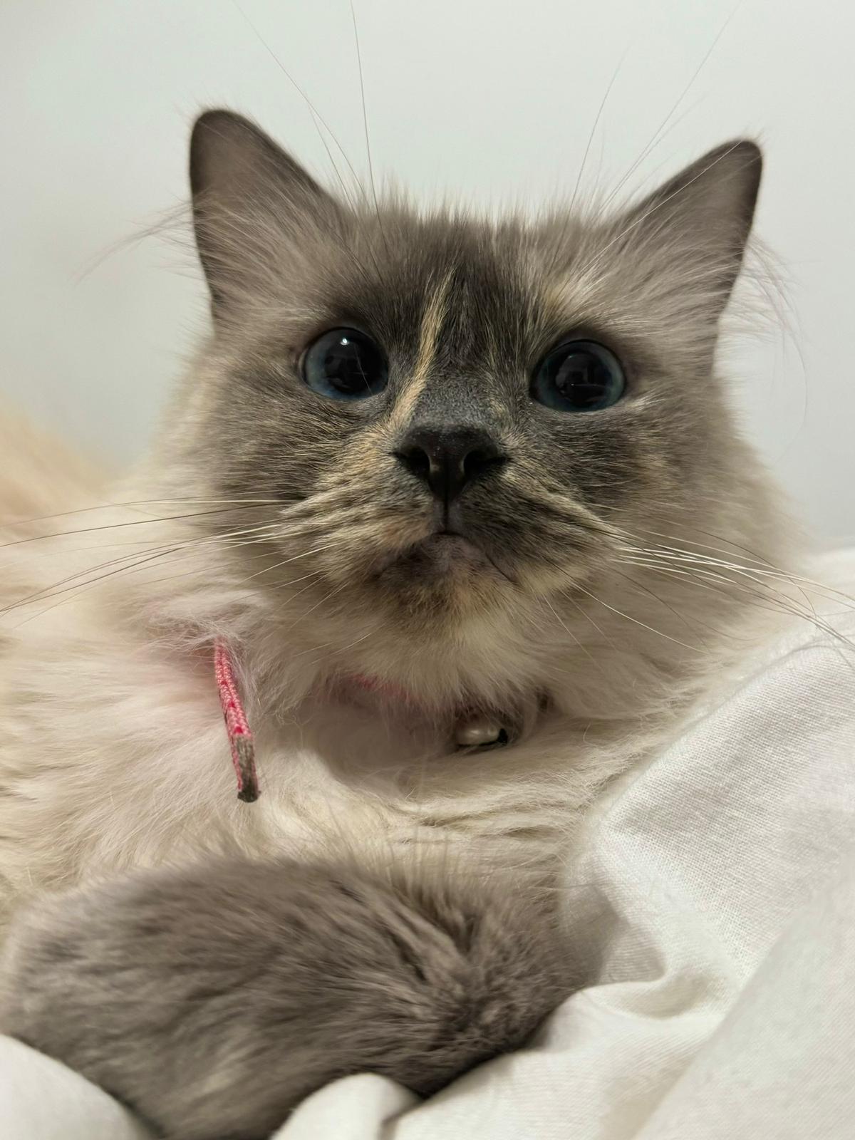 Pet 3
