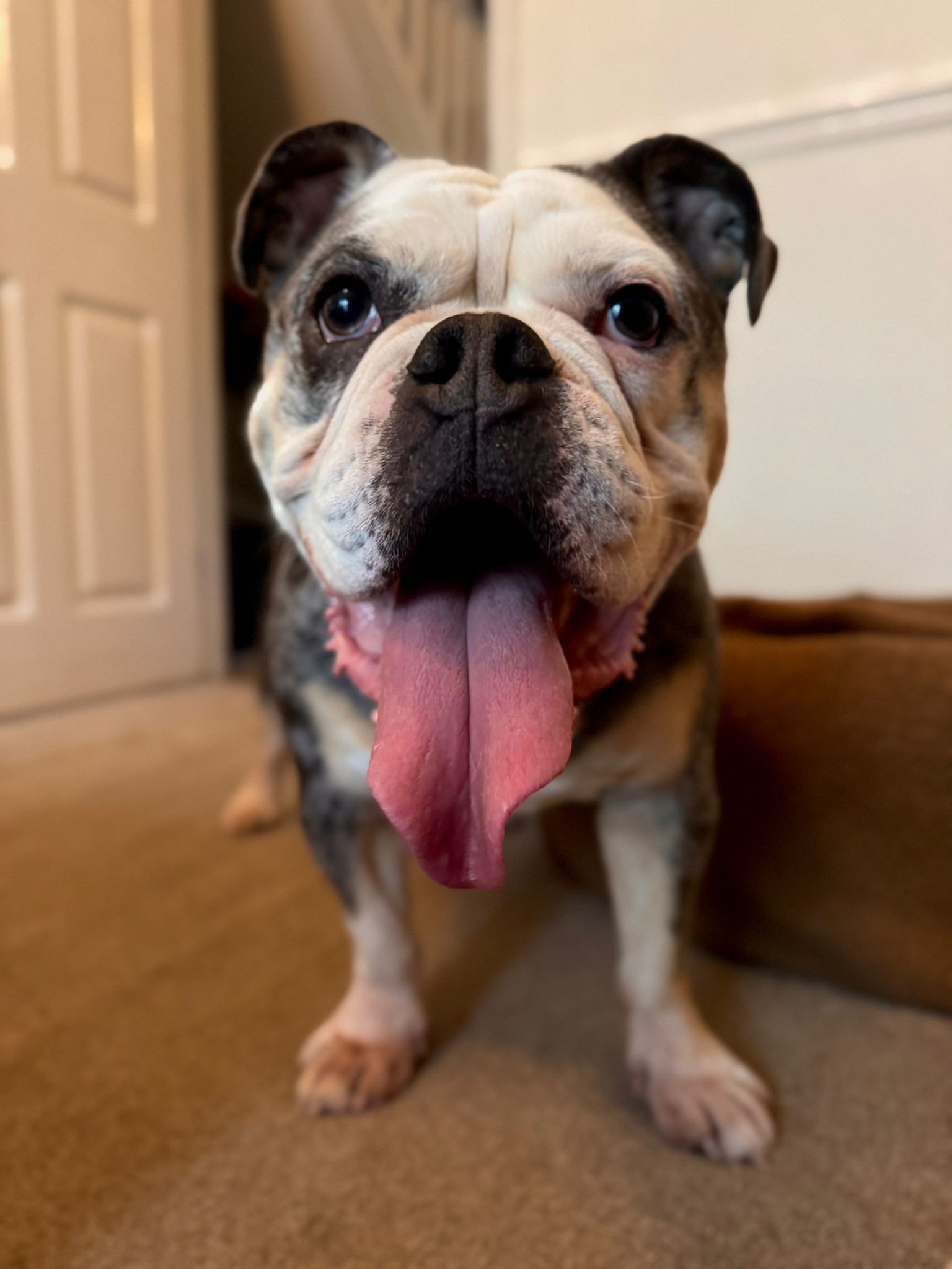 Pet 5