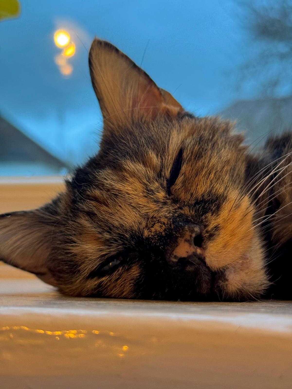 Pet 6