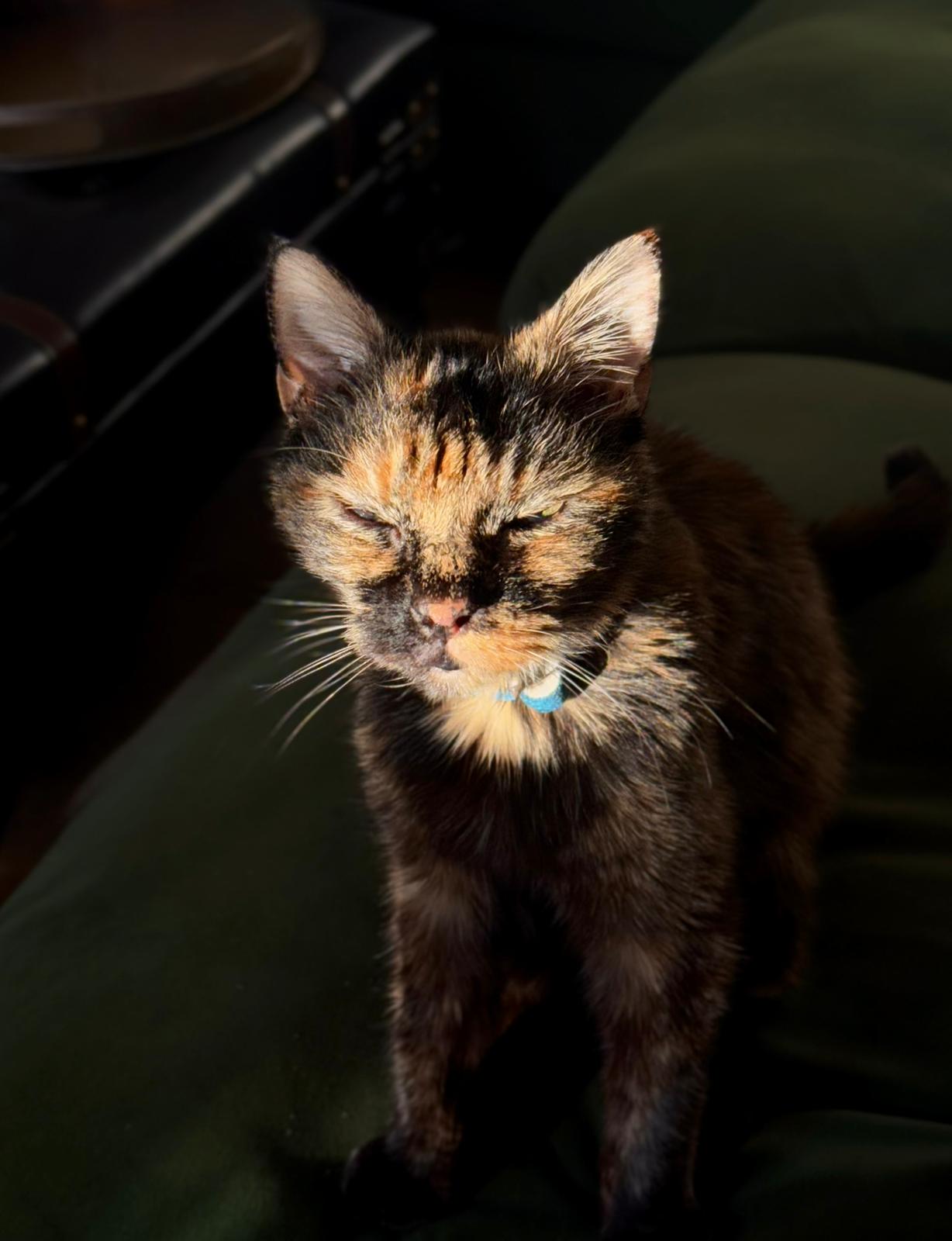 Pet 7